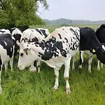 Gemuetliche Mit Blick In Wiesen * Штур
